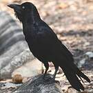 Corbeau de Torres
