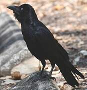 Torresian Crow