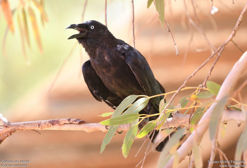 Corbeau du désert