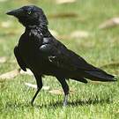 Corbeau du désert