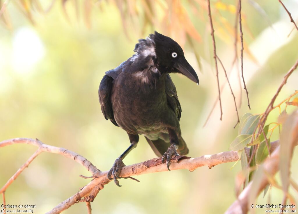 Corbeau du désert