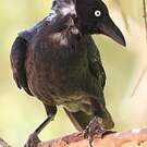 Corbeau du désert