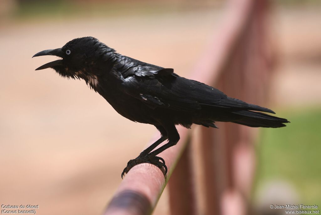 Corbeau du désert