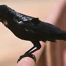 Corbeau du désert