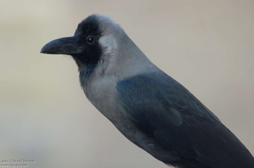 Corbeau familieradulte, portrait