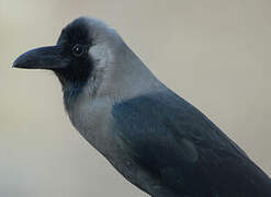 House Crow