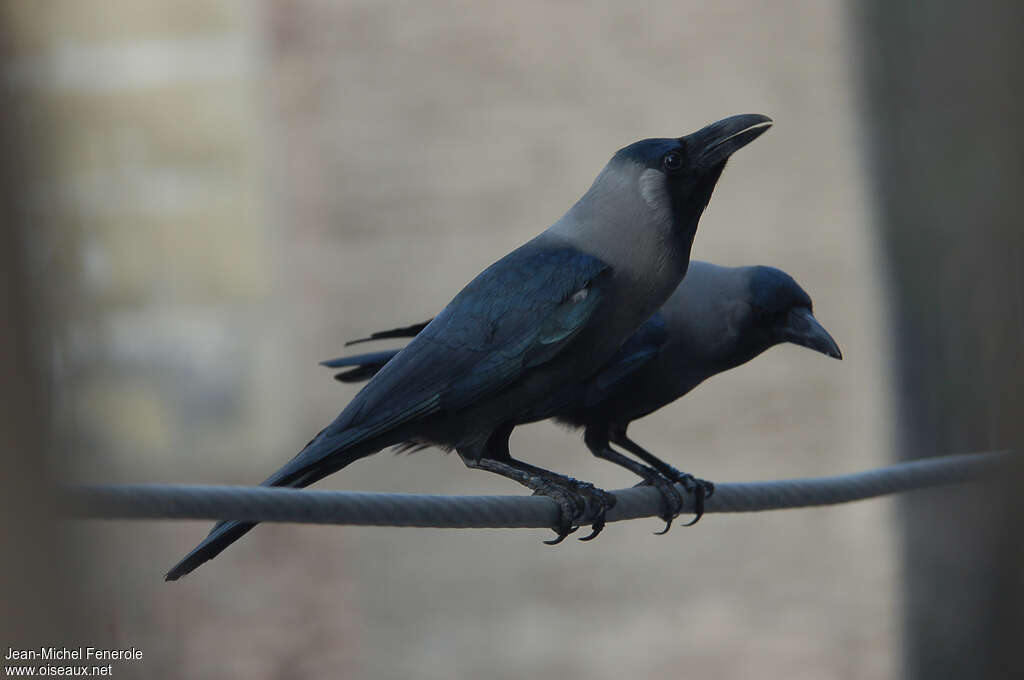 Corbeau familieradulte