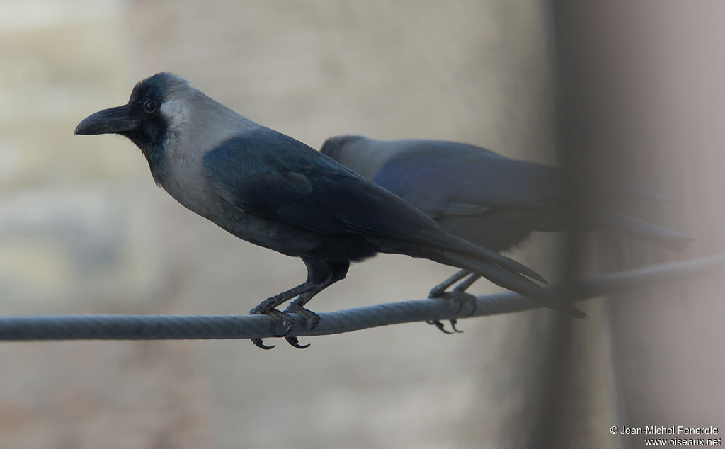 Corbeau familier