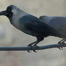 Corbeau familier
