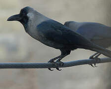 House Crow