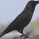 Corbeau familier