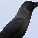 Corbeau familier
