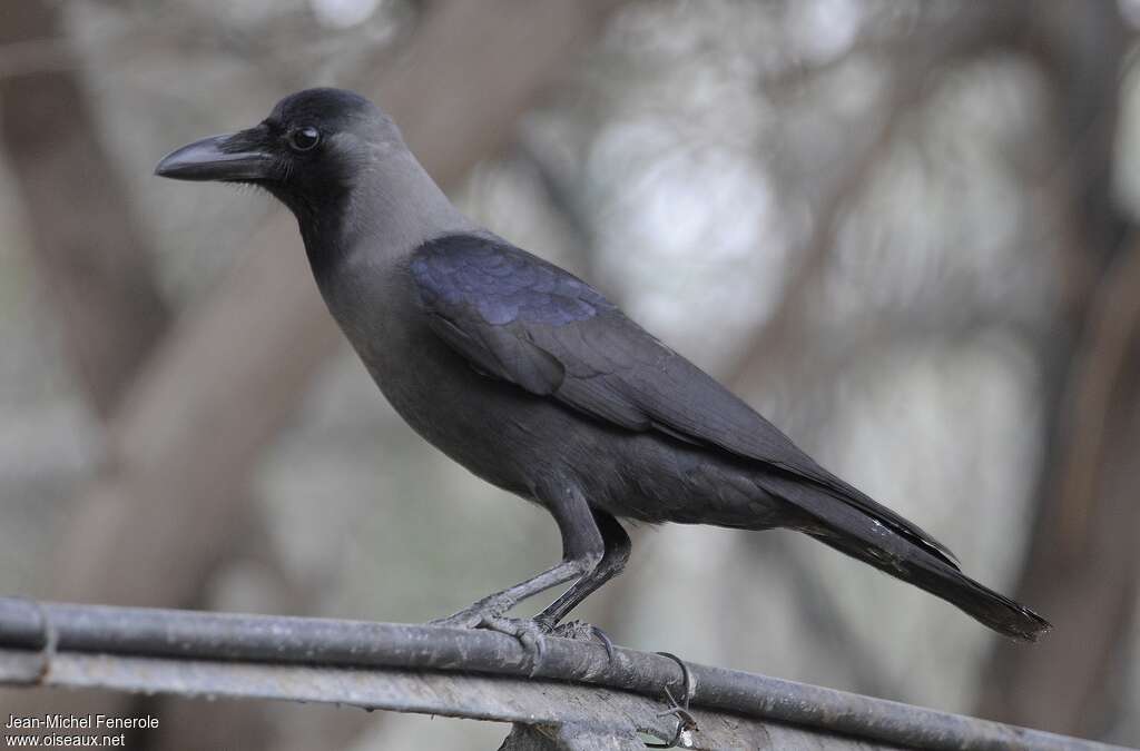 Corbeau familieradulte, identification