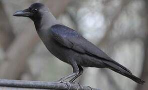 House Crow