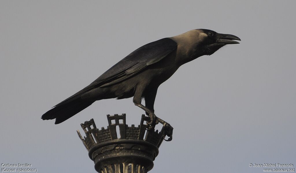 House Crow