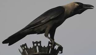 House Crow