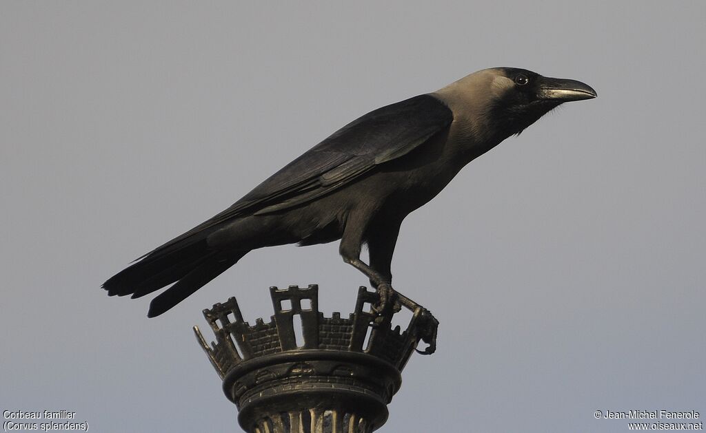 House Crow