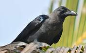 Corbeau familier