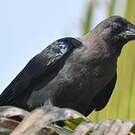 Corbeau familier