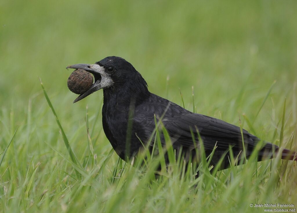 Corbeau freux