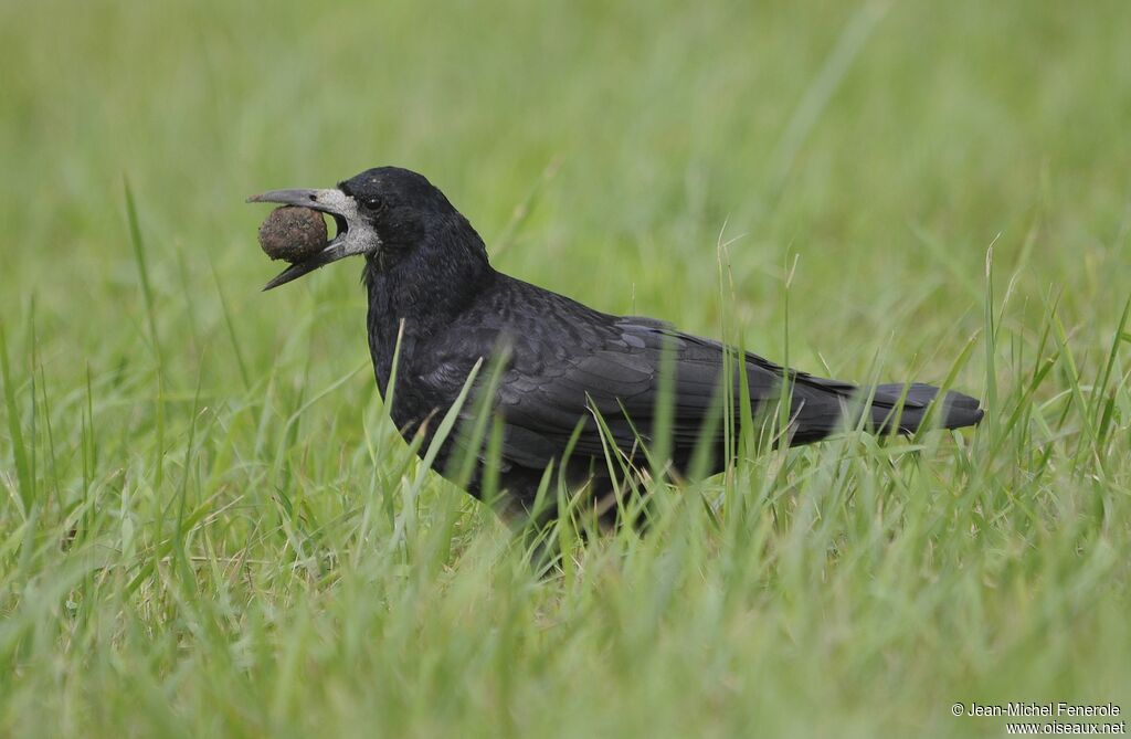 Corbeau freux