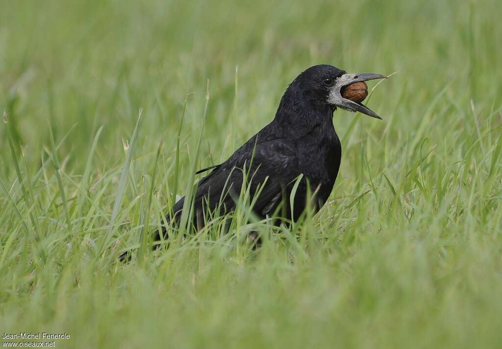 Corbeau freuxadulte, régime