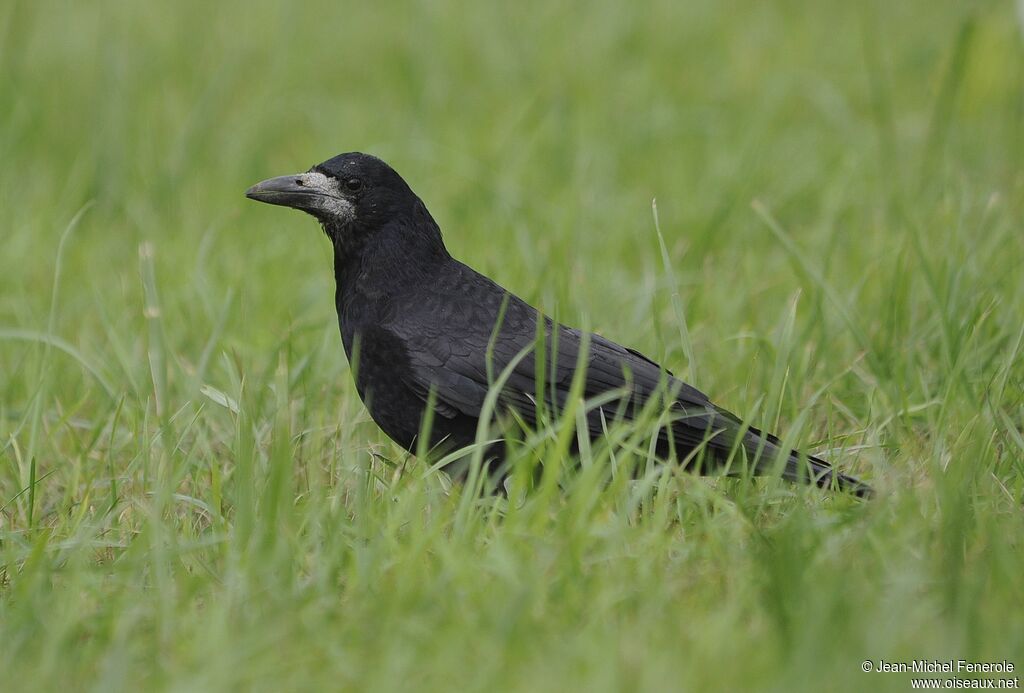 Corbeau freux