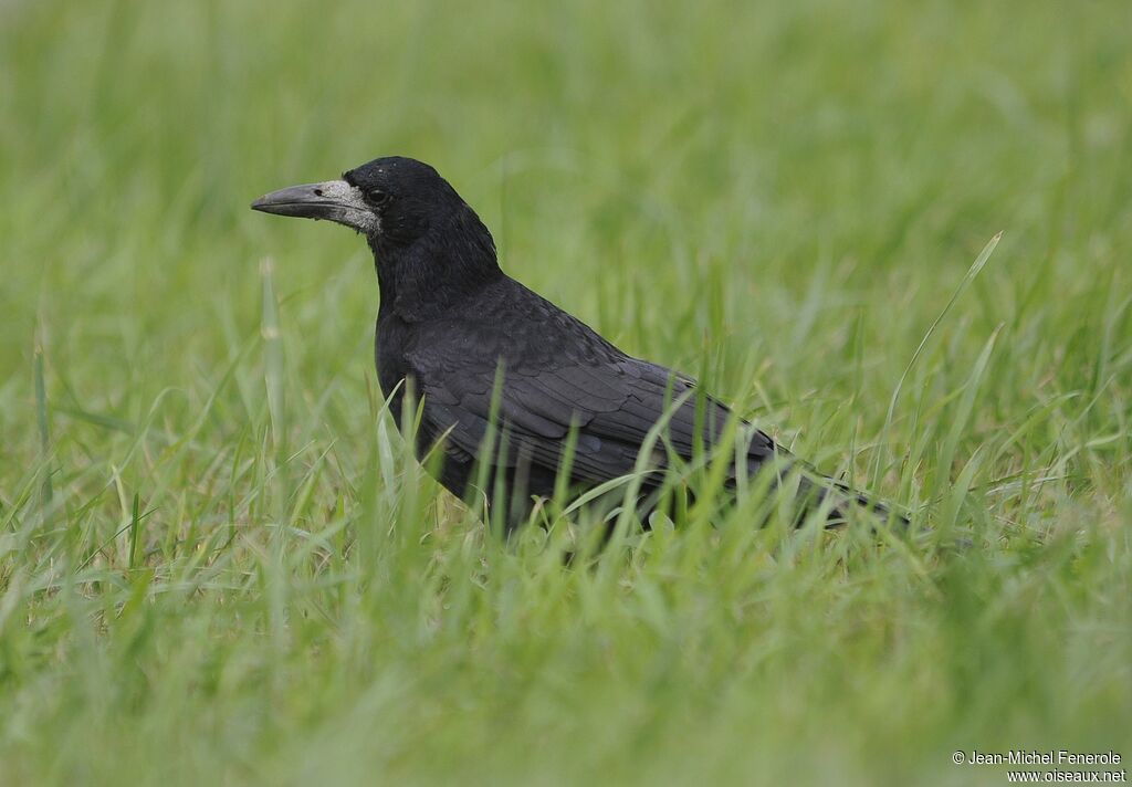 Corbeau freux