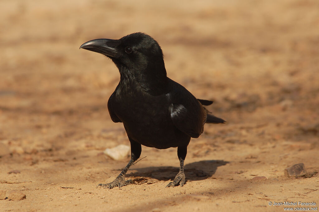 Corbeau indien