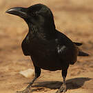 Corbeau indien