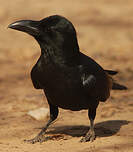 Corbeau indien