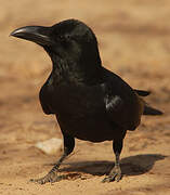 Indian Jungle Crow