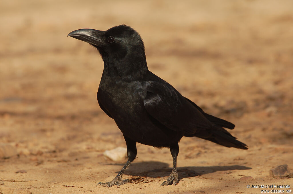 Corbeau indien