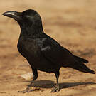 Corbeau indien