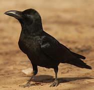 Indian Jungle Crow