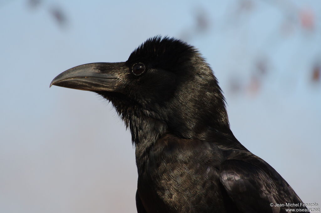 Corbeau indien