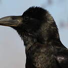 Corbeau indien