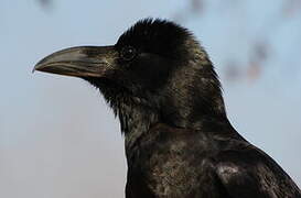 Indian Jungle Crow