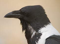 Pied Crow