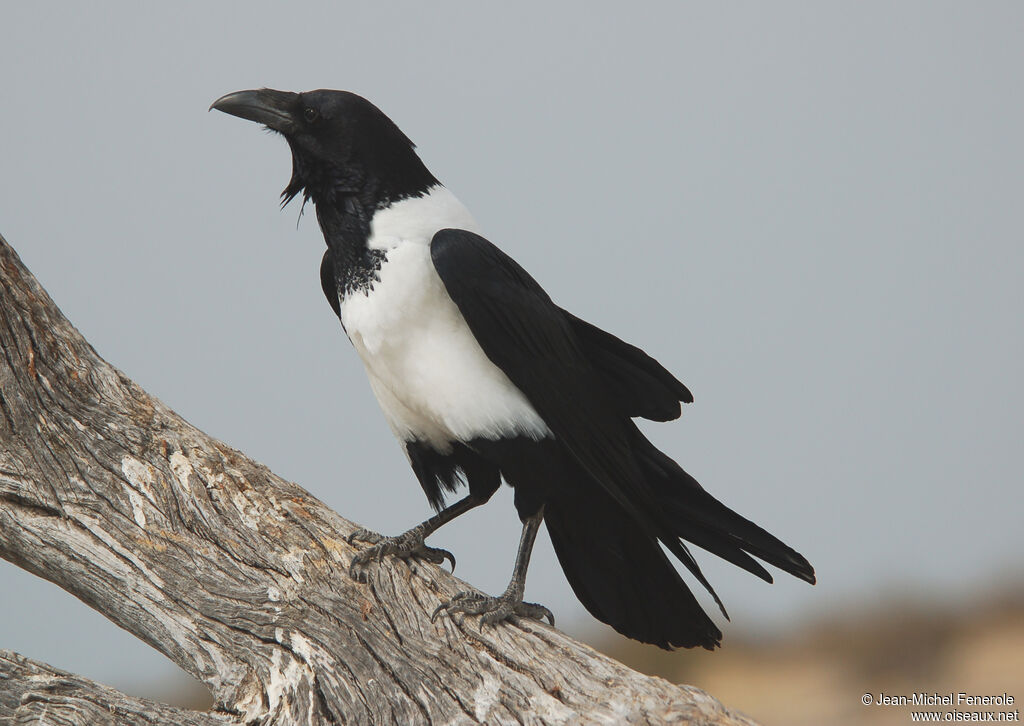 Corbeau pie, identification