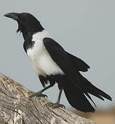 Pied Crow