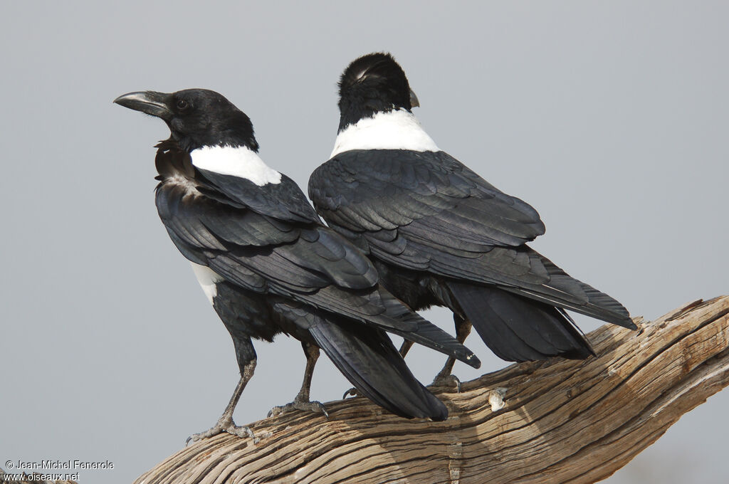 Pied Crow