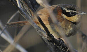 Collared Crescentchest