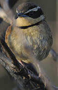 Collared Crescentchest