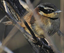 Collared Crescentchest