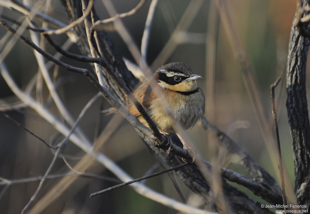 Collared Crescentchest