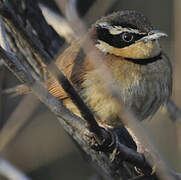 Collared Crescentchest