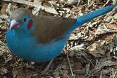 Cordonbleu à joues rouges