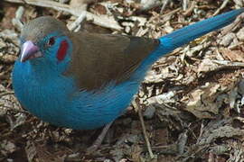 Red-cheeked Cordon-bleu