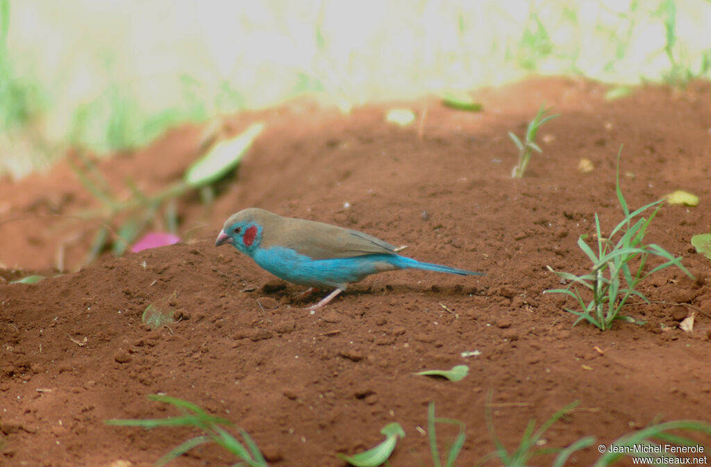 Red-cheeked Cordon-bleu